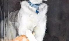 一个狗狗最新爆料图片,狗狗最新爆料萌态十足